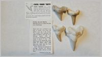 Shark Tooth.jpg